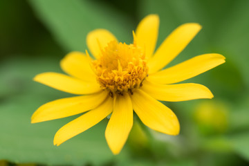 黄色の一重の百日草