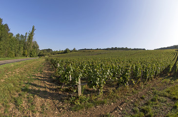 Fototapeta na wymiar great wine vineyard in bourgogne france