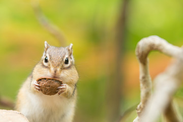 胡桃を食べるシマリス