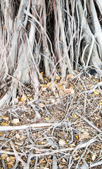 banyan tree root
