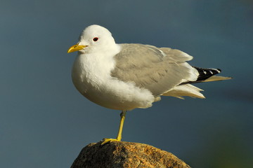 Mewa, Larus argentatus © janmiko