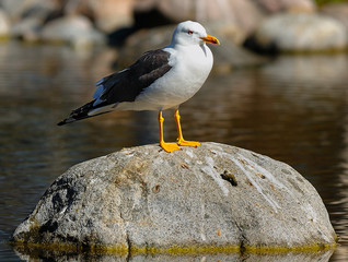 Mewa, Larus argentatus © janmiko