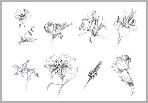 Illustration flowers. Illustration garden and wild flowers.