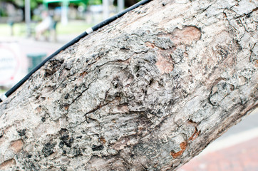 Close up tree texture in park