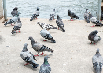 group of pigeon at pier in city