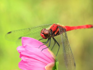 赤とんぼ