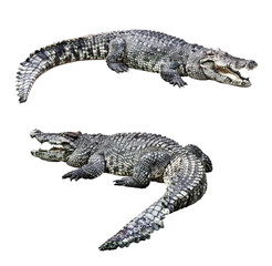 Fototapeta premium Crocodiles isolated