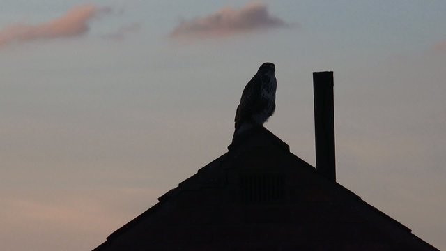 Silouette Bird of Prey Buzzard On Roof Top Flys Away