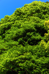 Forest of the village shrine, the tutelary deity