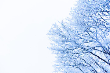 Snow, snow scene, covered with snow in Japan