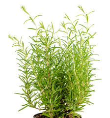 Fototapeta na wymiar Fresh fines herbes, rosemary is isolated on white background