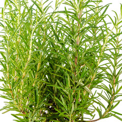 Fresh fines herbes, rosemary is isolated on white background