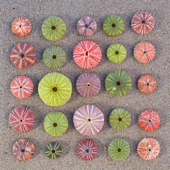 variety of colorful sea urchins on the beach