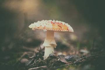 Fly agaric mushroom or toadstool