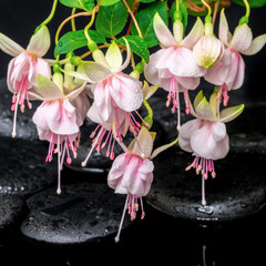 beautiful spa concept of branch fuchsia flower and zen basalt st