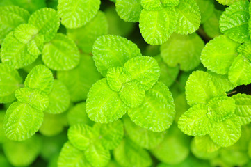Natural Abstract  Kitchen Mint Texture Background, center focus