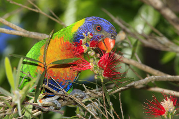 Rainbow Lorikeet