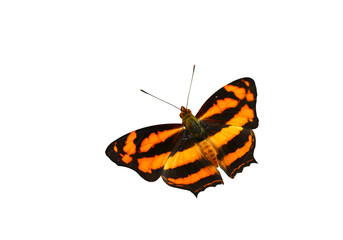 Isolated Butterfly