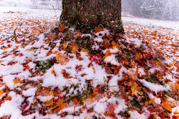 Tree with yellow leaves in the mountains