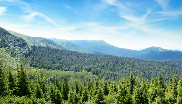 mountains covered trees and blue sky © Serghei V