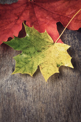 Naklejka na ściany i meble autumn maple leaves on wood table