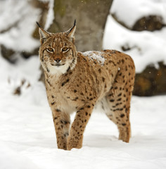 Winter Lynx