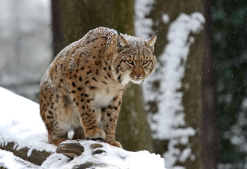 Winter Lynx