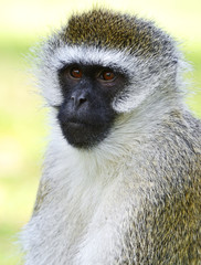 Vervet monkey