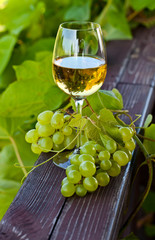 green grape and white wine in vineyard