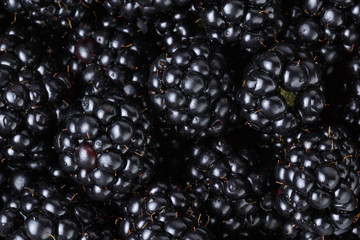 ripe organic blackberries close up