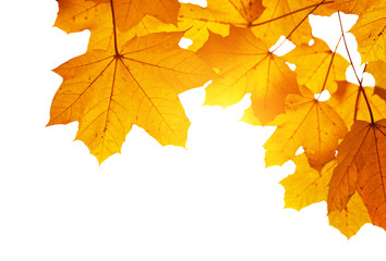 Naklejka na ściany i meble autumn leaves shallow DOF
