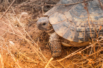 Obraz premium Turtle on the ground