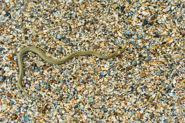 Water snake