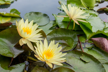 Yellow lotus blossom in the water
