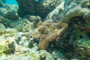 Corals and fish