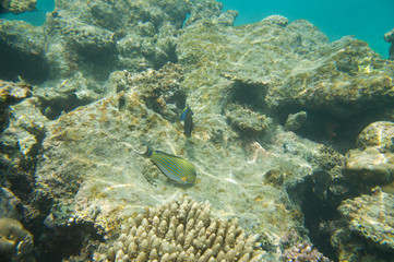 Fish swim near coral