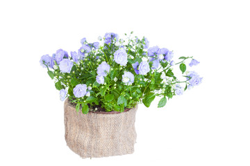 Campanula terry in a flowerpot on a white background