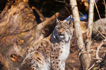 Lynx in park