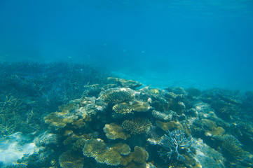 Fototapeta na wymiar Hard corals