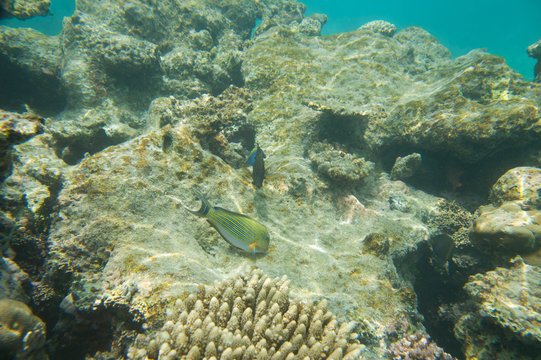 Fototapeta Fish swim near coral