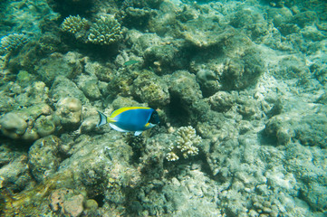 Naklejka na ściany i meble Powder Blue tang, Blue fish above corals reef