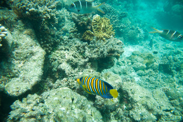 Regal Angelfish, Corals and yellow fish
