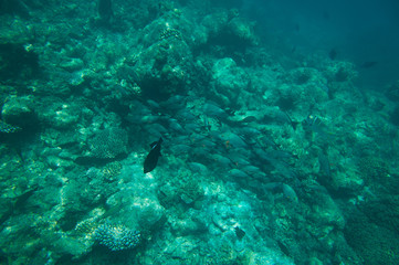 Naklejka na ściany i meble School of fish above coral reef