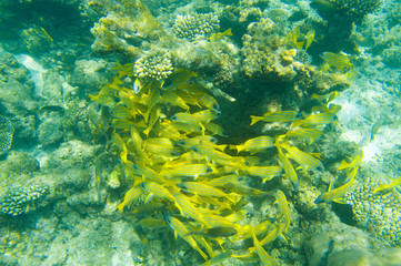 School of fish swimming near coral