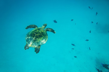 Obraz premium Sea turtle swimming in the ocean