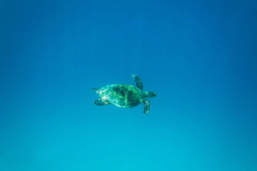 Sea Turtle underwater shot