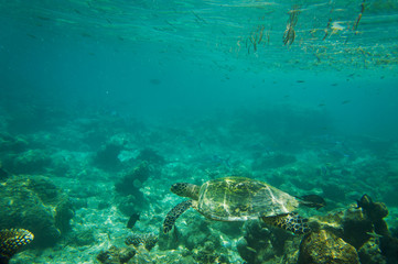 Naklejka na ściany i meble Sea Turtle underwater