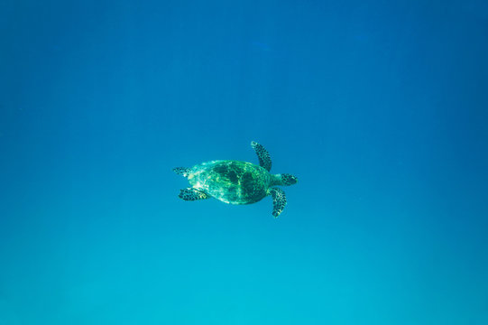 Sea Turtle underwater shot