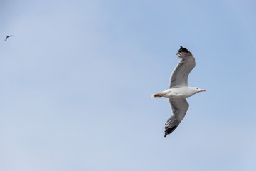 Sea gull in the sky