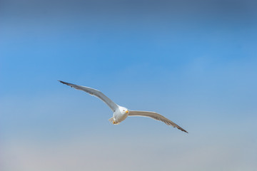 Sea gull in the sky